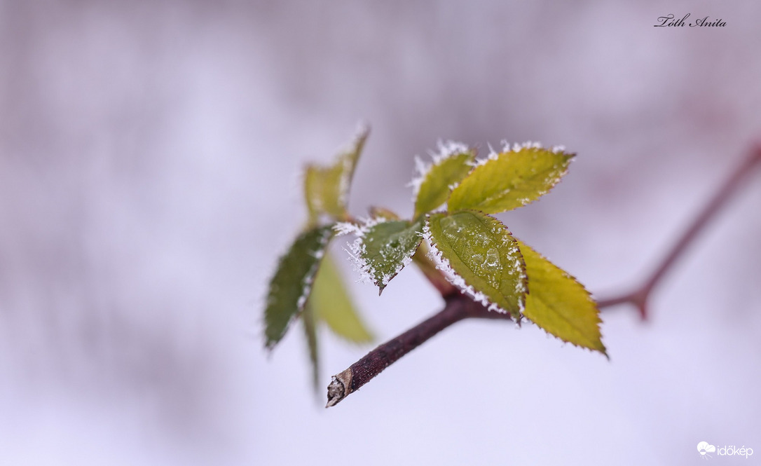 Hódmezővásárhely