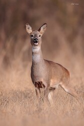 Hódmezővásárhely