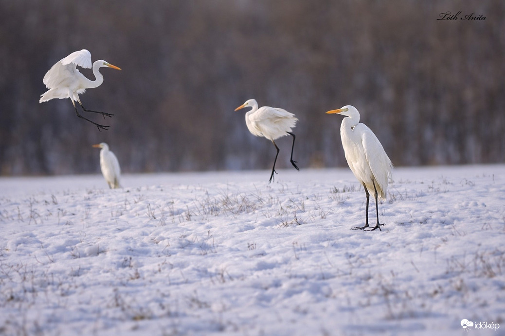 Hódmezővásárhely
