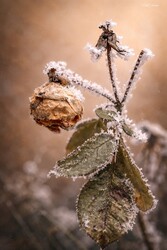 Hódmezővásárhely