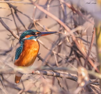 Hódmezővásárhely