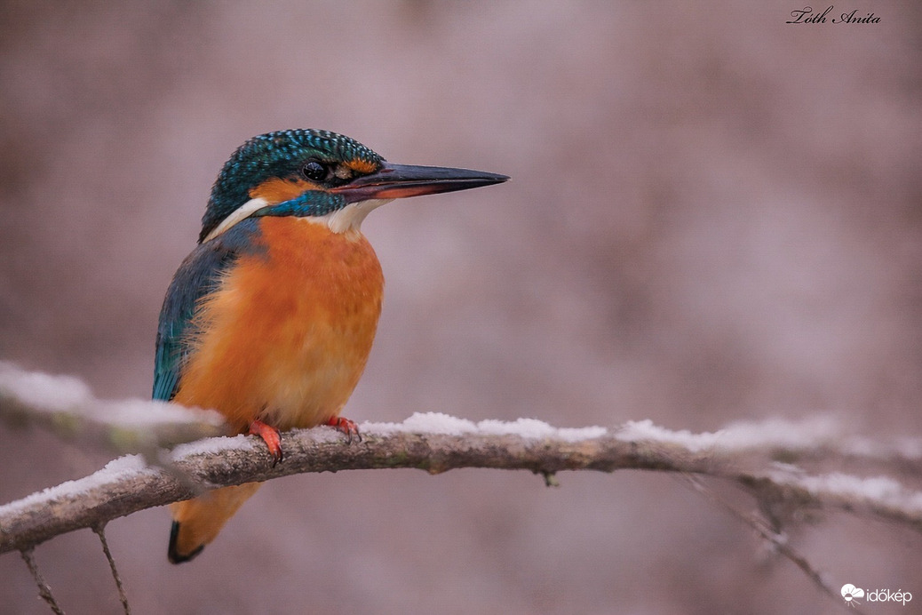 Hódmezővásárhely