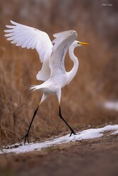 Hódmezővásárhely