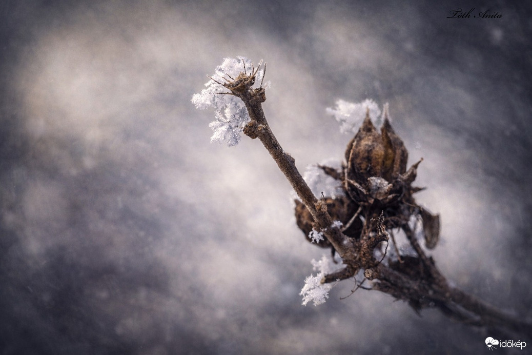 Hódmezővásárhely