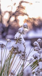 Hódmezővásárhely