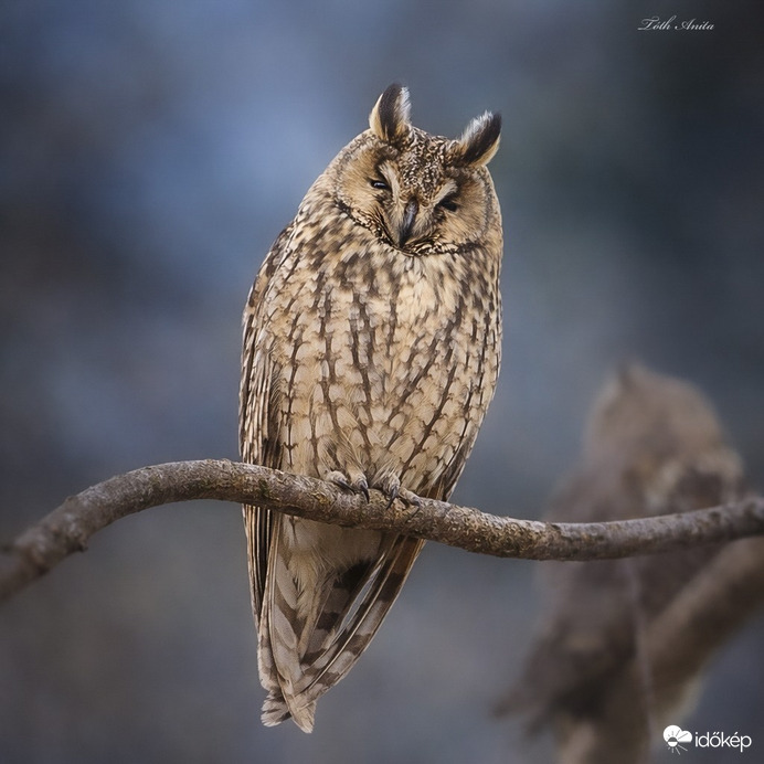 Hódmezővásárhely