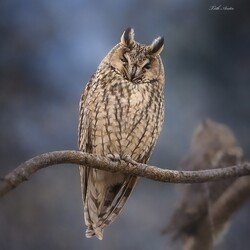 Hódmezővásárhely