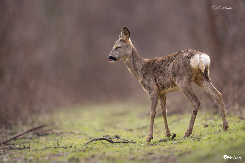 Vélemény nyilvánítás