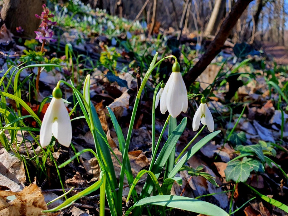 Budapest XII.ker - Normafa