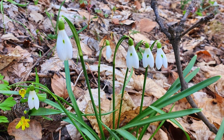 Budapest II.ker - Budaliget