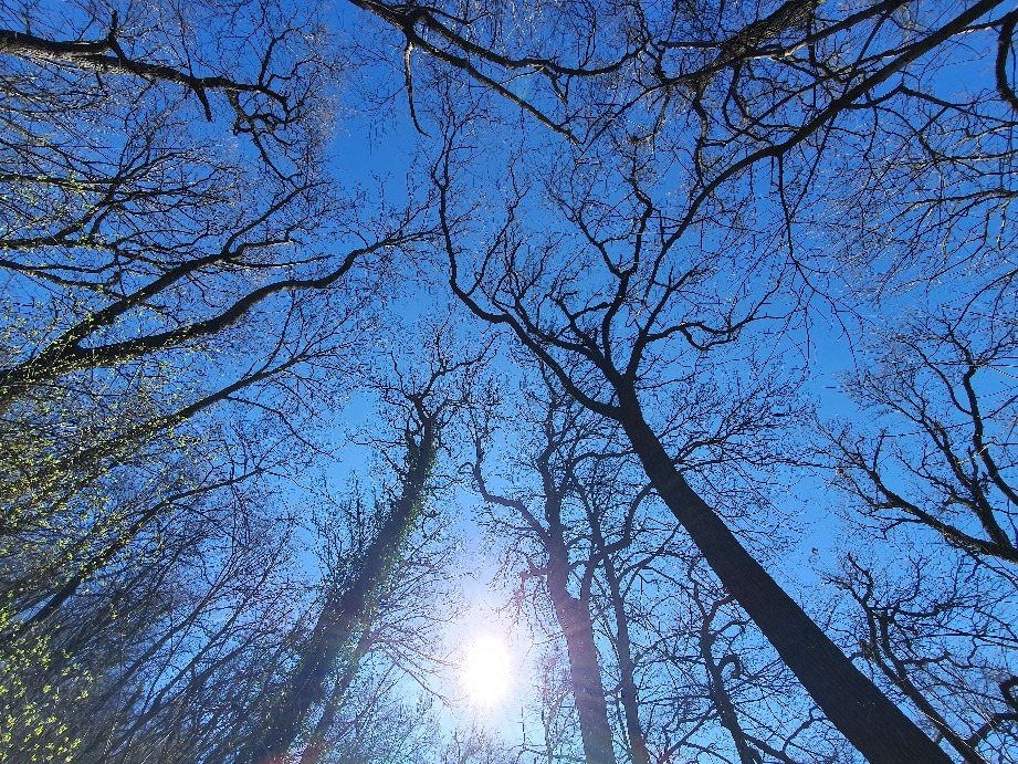 Budapest XII.ker - Normafa