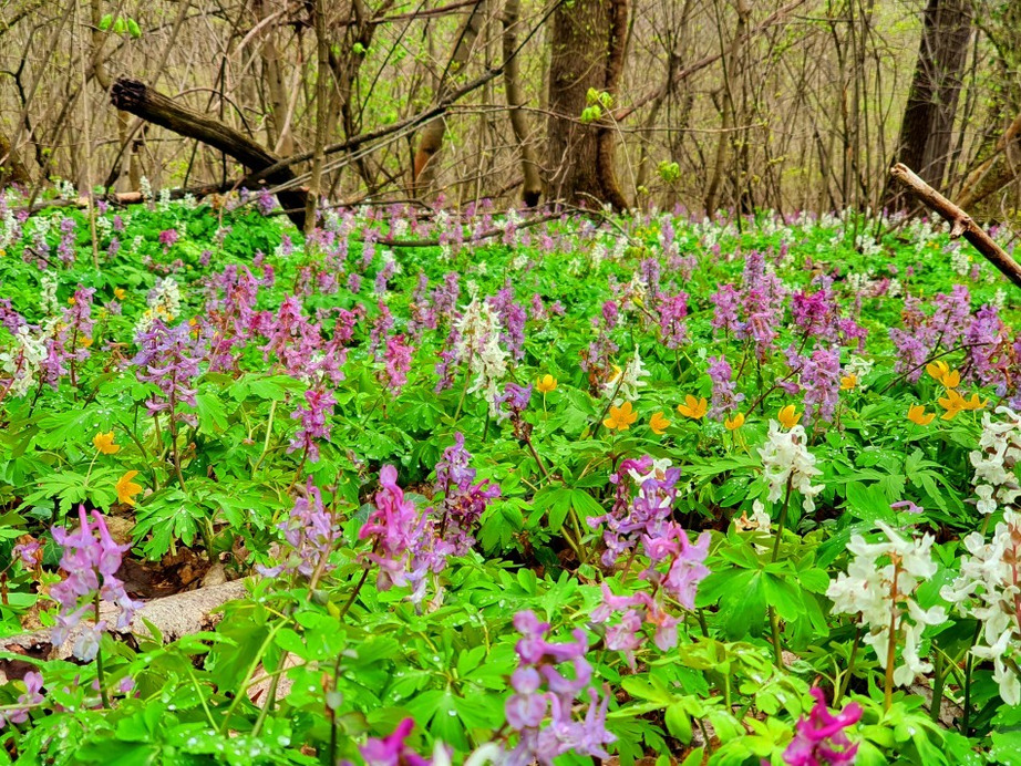 Budapest II.ker - Hűvösvölgy