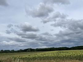 Monorierdő