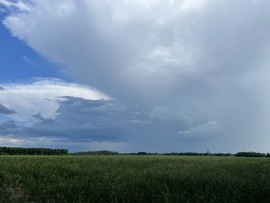 Monorierdő