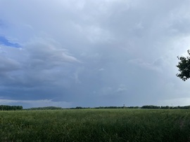 Monorierdő
