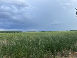 Monorierdő