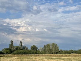 Monorierdő