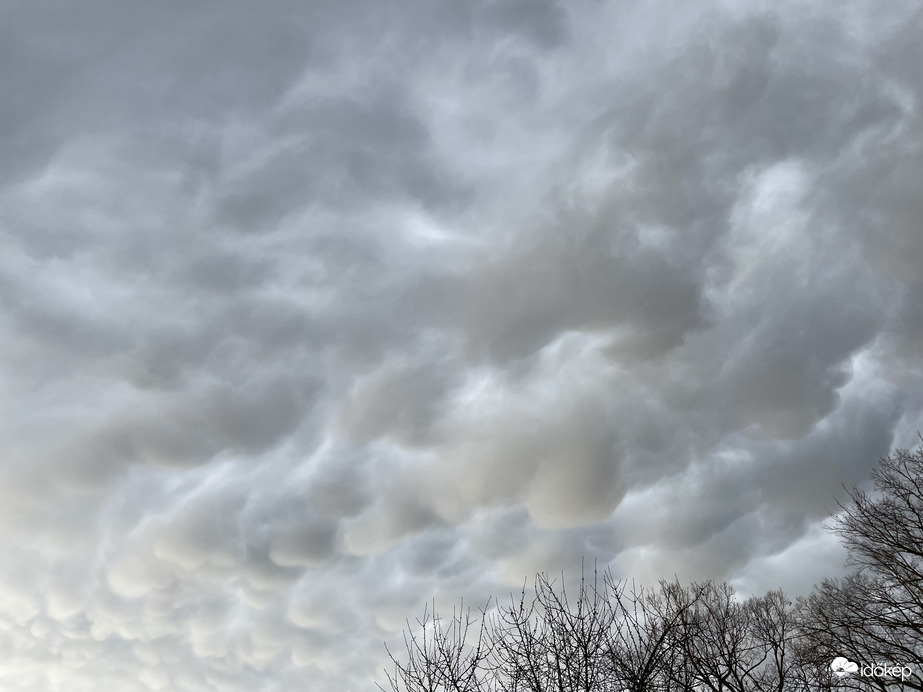 Mammatusok, Monorierdő