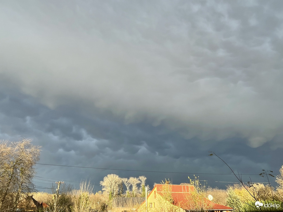 Monorierdő/mammatus