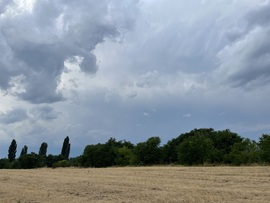 Monorierdő