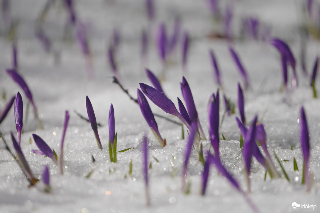 Kárpáti sáfrányok a hótakaróban 3.