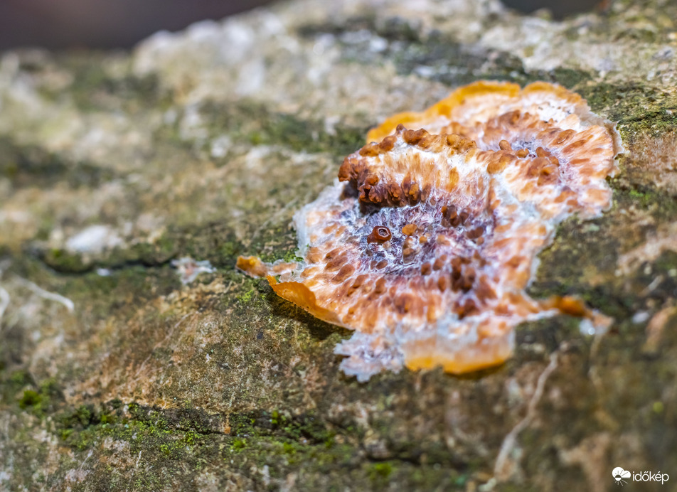 A téli erdő csendje