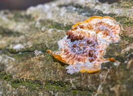 A téli erdő csendje