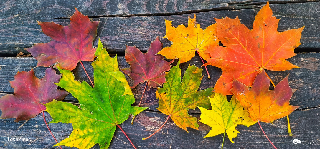 Őszi színek... 