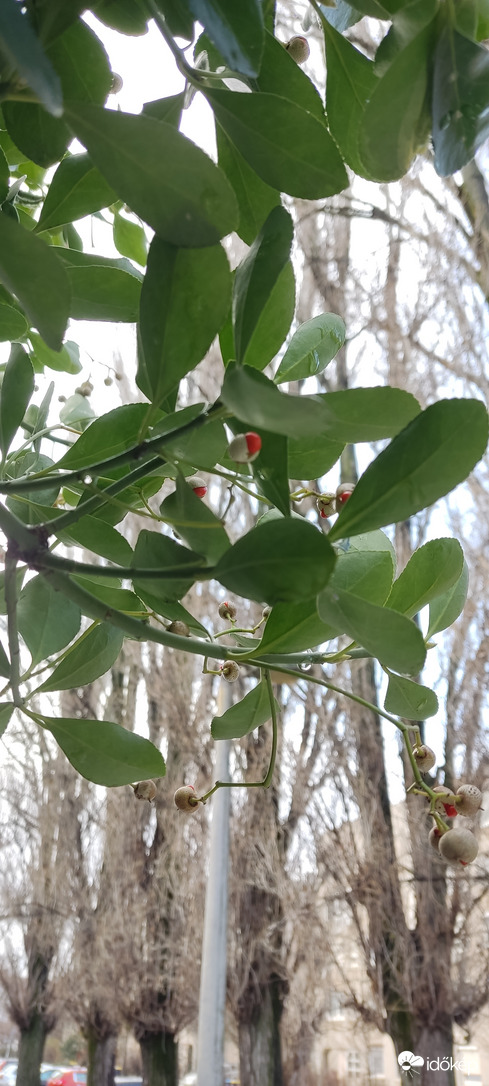 Euonymus japonicus