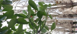 Euonymus japonicus