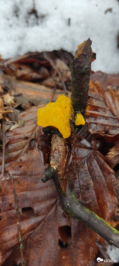 Tremella mesenterica