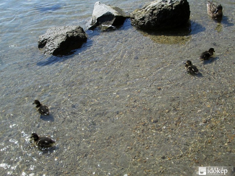 Az idei első picik...