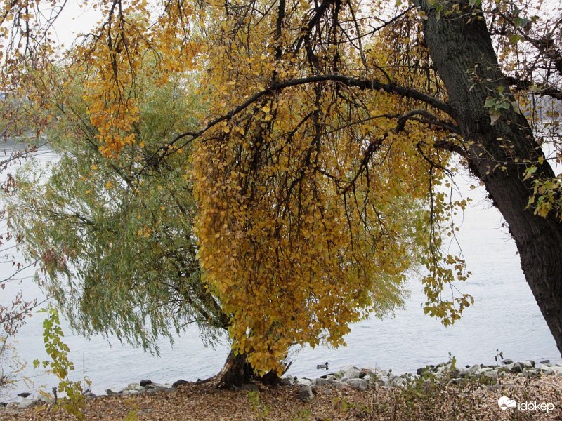 Az utolsó ellenálló levelek..
