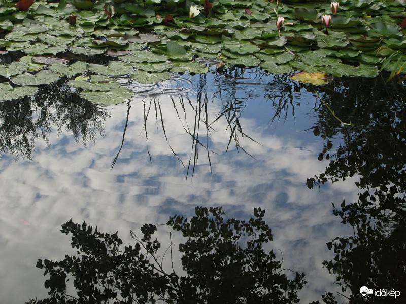 Bárányok a vízben..