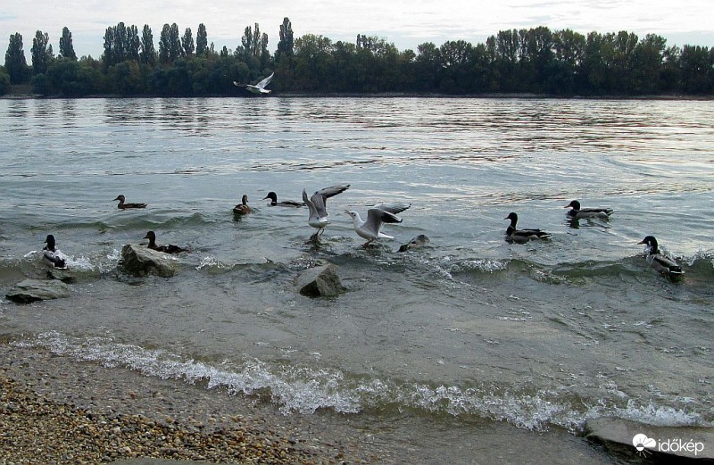 Egy borongós délelőtt a Dunánál...