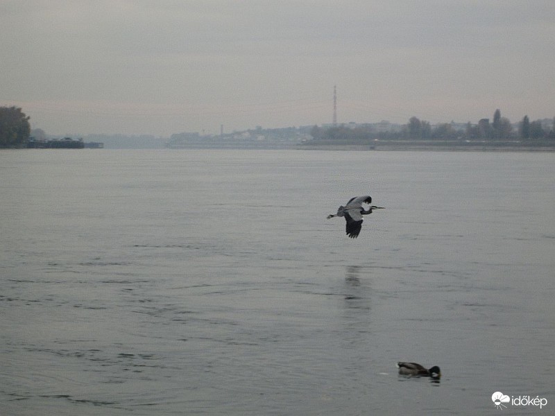 Egy szürke szombat szürkegémje..