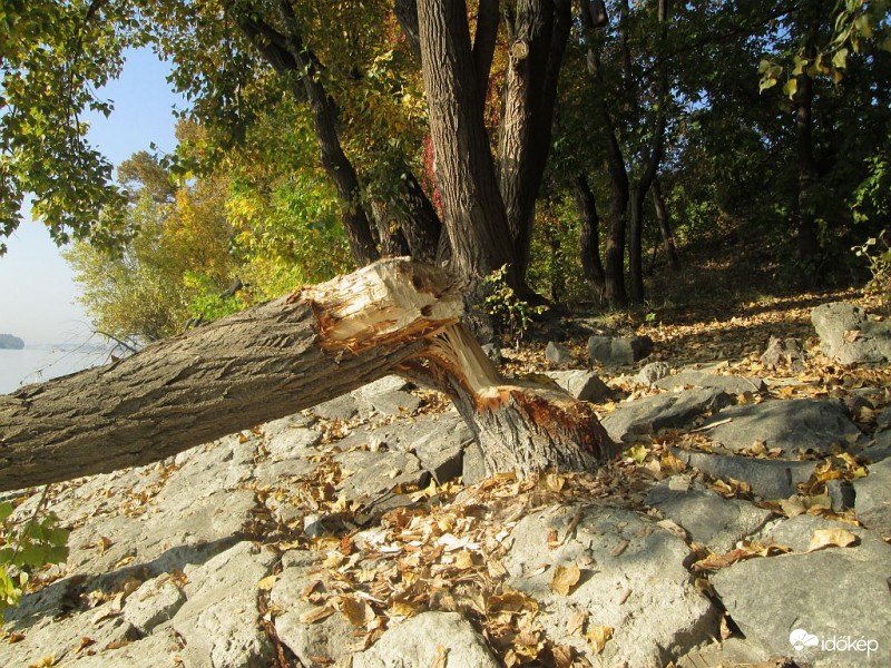 Itt hódok lakmároztak...