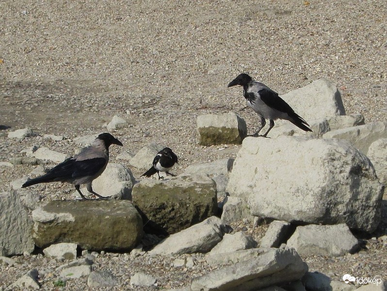 Két tűz között...