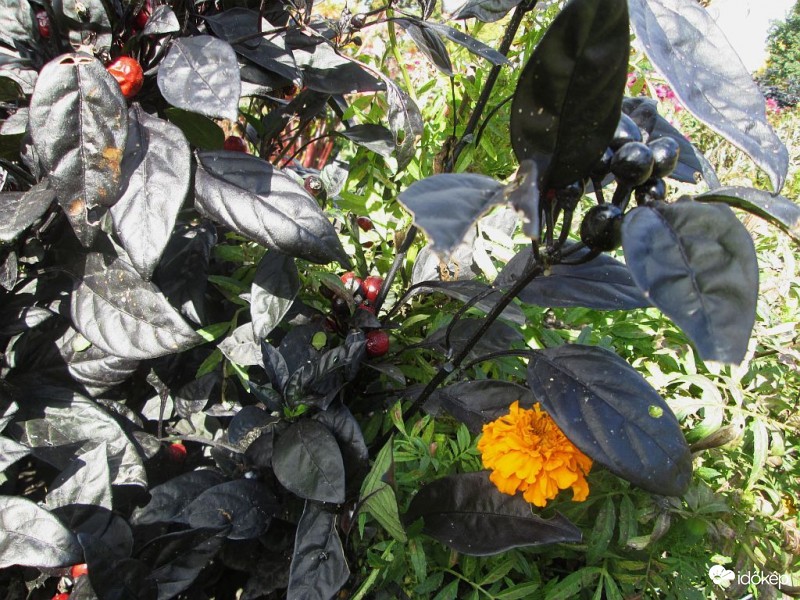 Szépek így együtt...