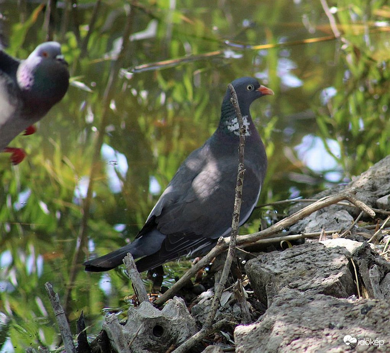 Örvöske története (1)