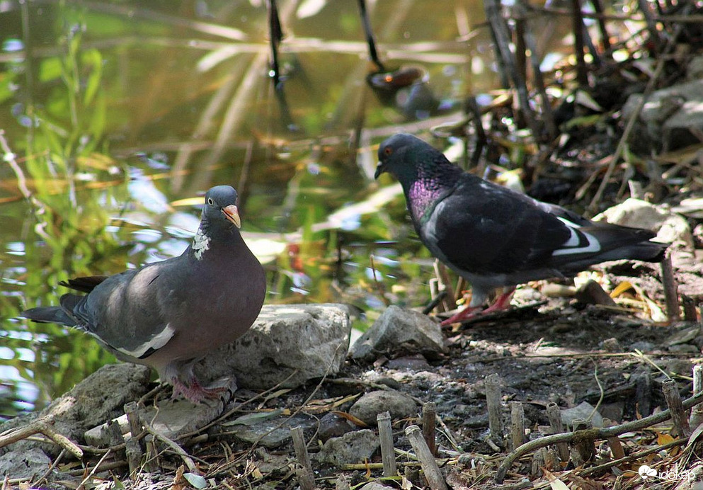 Örvöske története (2)
