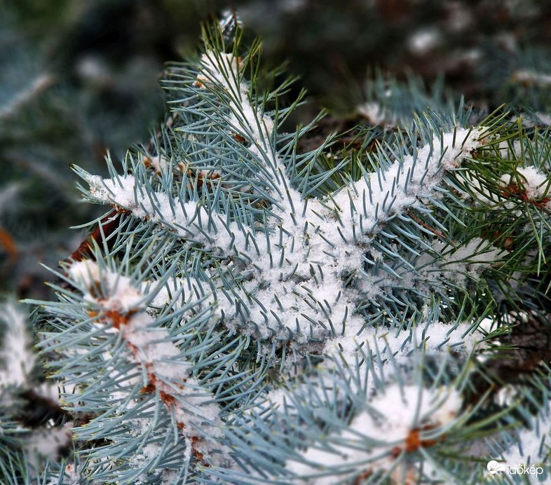"Hej, de kutya jó kedvem van"!