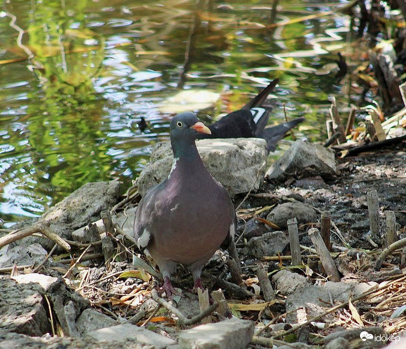 Örvöske története (3)