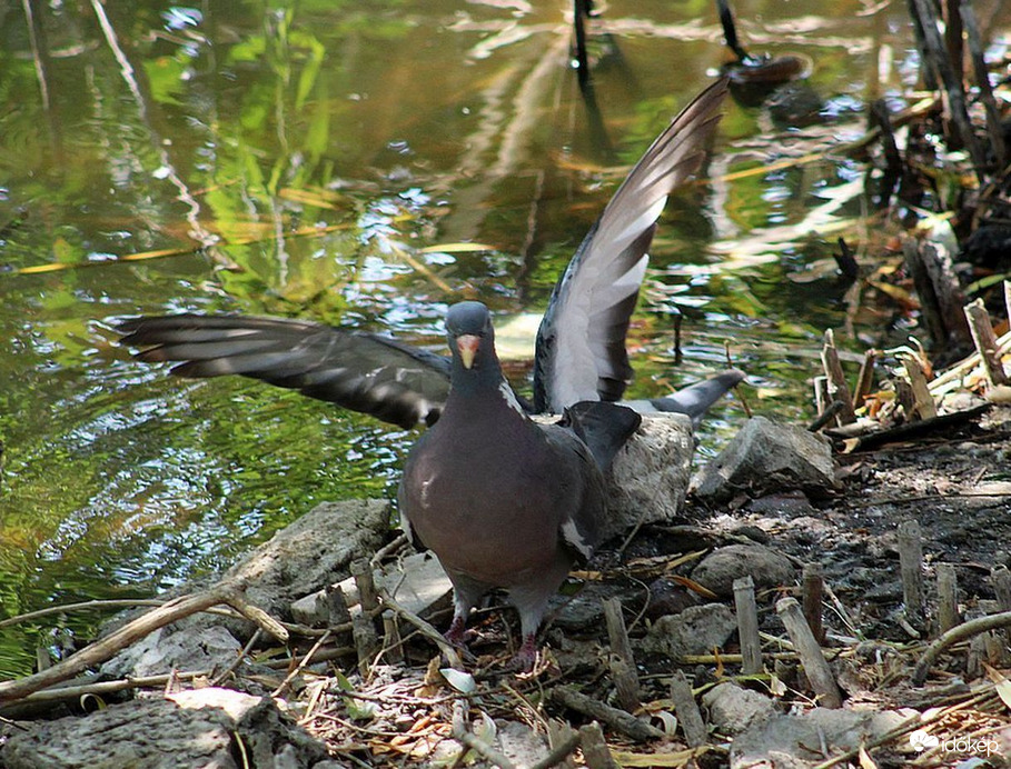 Örvöske története (4)