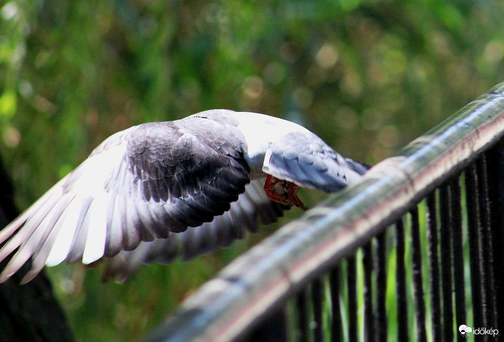 Örvöske története (5)