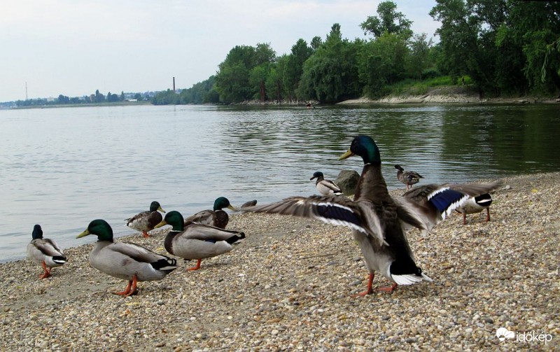 A főnök..