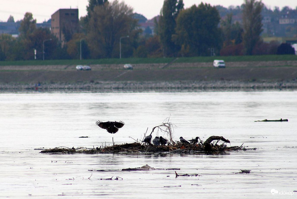 Alkalmi tutaj matrózai