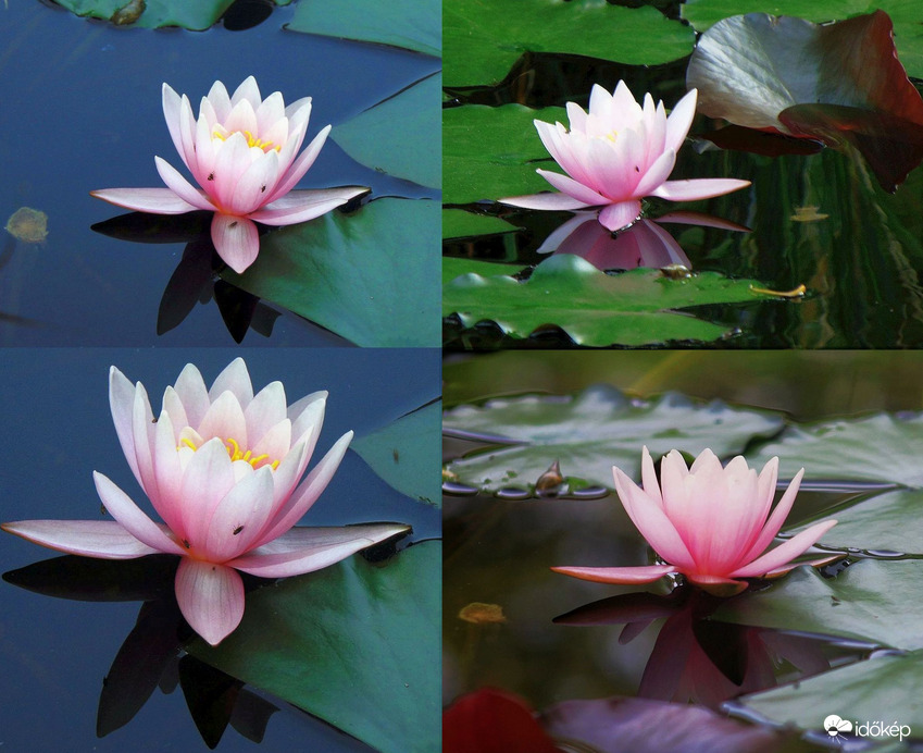 Meglepetés! Kizárólag azoknak, akik szeretik a tündérrózsát!:D