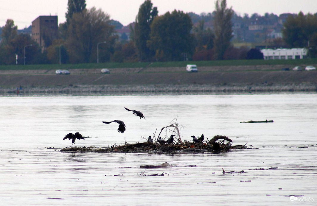 Alkalmi tutaj matrózai