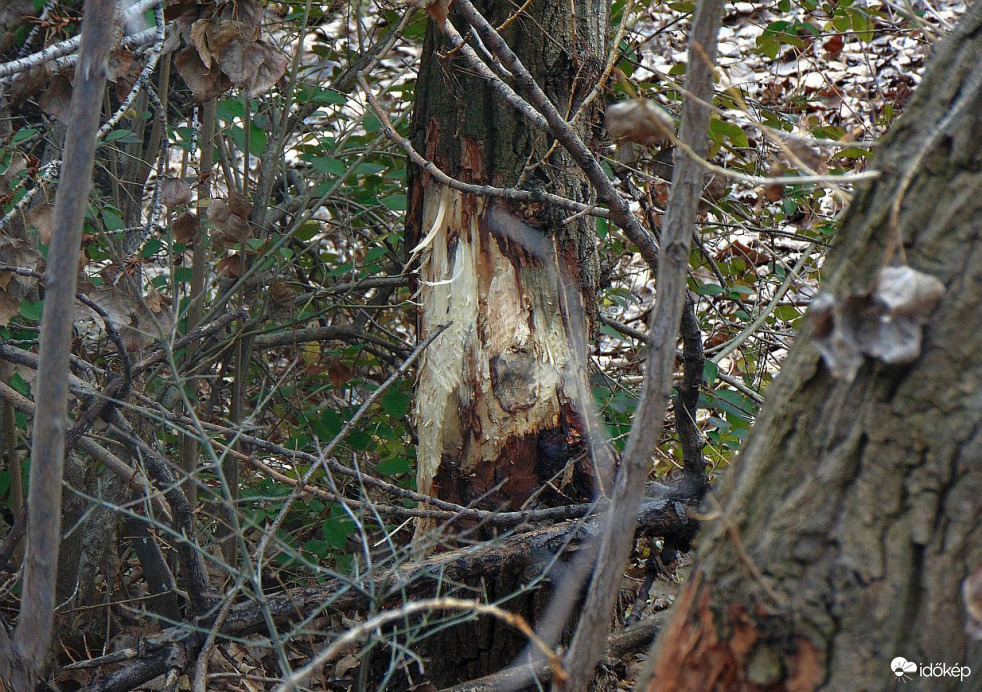 A legújabb "alkotás"